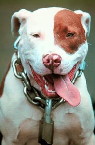 Pit Bull Terrier