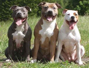 Pit Bull Terriers