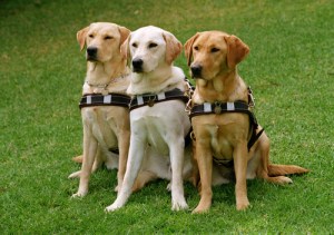 guide dogs